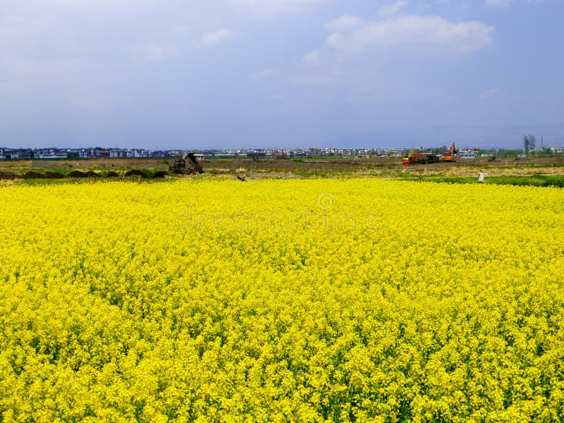 Un Champ Des Fleurs Jaunes De Graine De Colza Image stock - Image du vert,  lames: 74986681