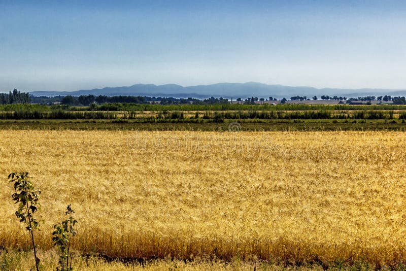 Un champ riche et dense complètement de seigle, de blé ou d'orge est évident près du pâturage jaune avec une forêt dense à l'arri photos stock Un champ riche et dense complètement de seigle, de blé ou d'orge est évident près du pâturage jaune avec une forêt dense à l'arri photos stock