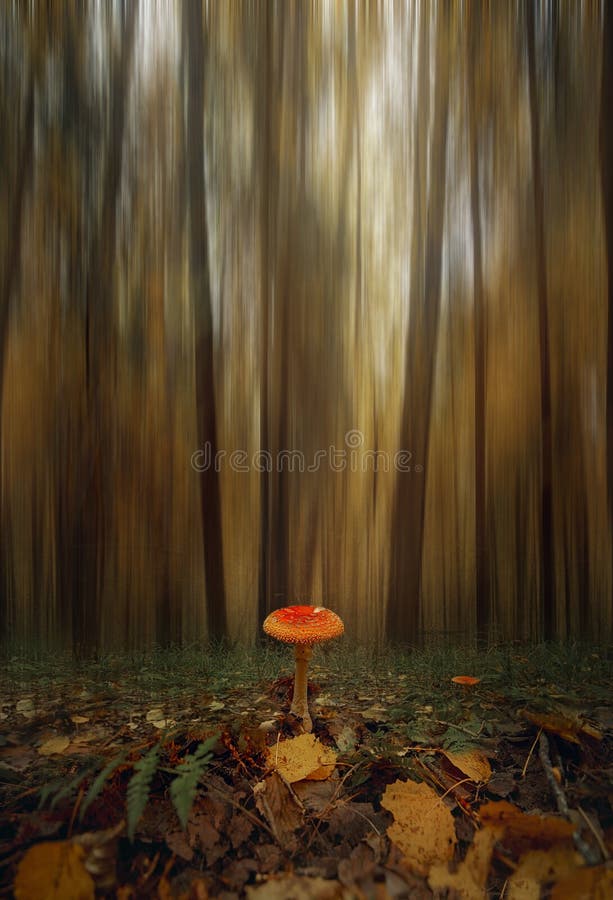 Un champignon amanita dans la forêt mystique d'été photo libre de droits