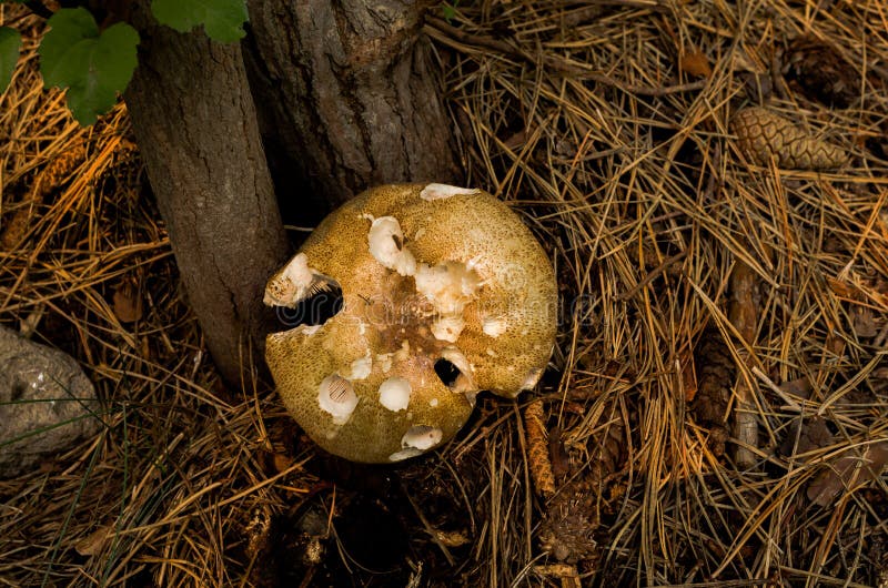 Un champignon comestible sauvage des espèces de boletus, consommé par la faune avant le chasseur de champignon l'a trouvée photo stock Un champignon comestible sauvage des espèces de boletus, consommé par la faune avant le chasseur de champignon l'a trouvée photo stock