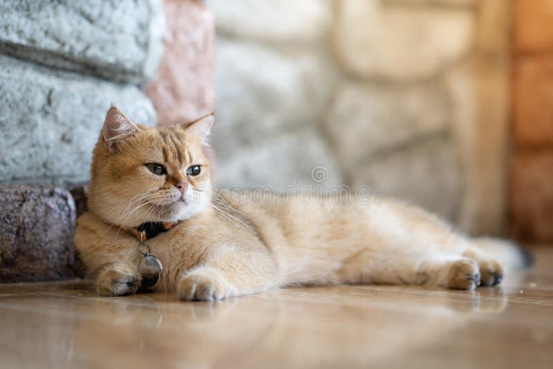 Un chat brun se repose heureusement sur le plancher dans la chambre image stock Un chat brun se repose heureusement sur le plancher dans la chambre image stock