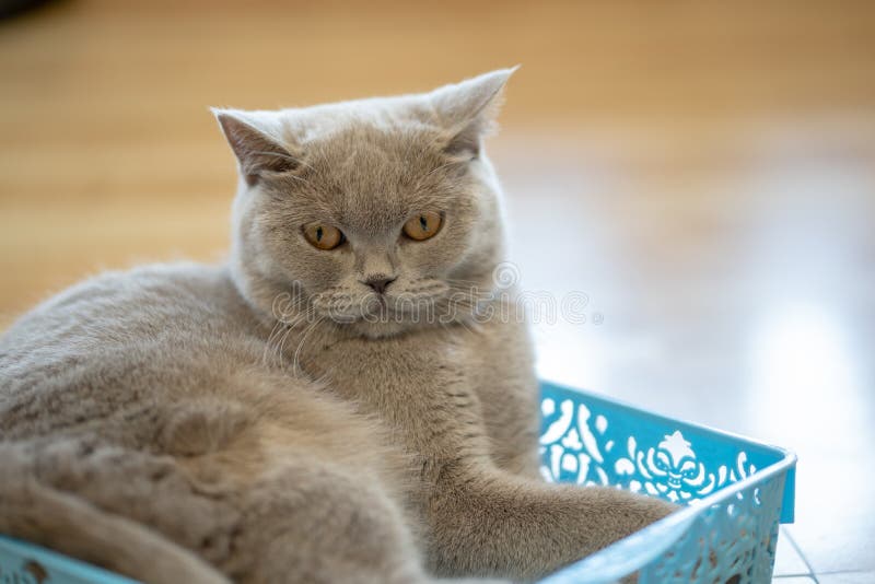 Un chat brun se repose heureusement sur le plancher dans la chambre photos stock Un chat brun se repose heureusement sur le plancher dans la chambre photos stock