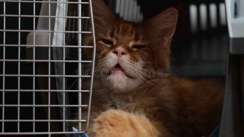 Un chat coon rouge du Maine se relaxant dans un porte-chat la nuit. banque de vidéos