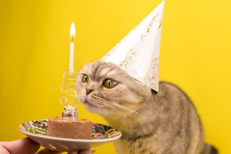 6 590 Carte D Anniversaire D Animaux Photos Libres De Droits Et Gratuites De Dreamstime Page 19