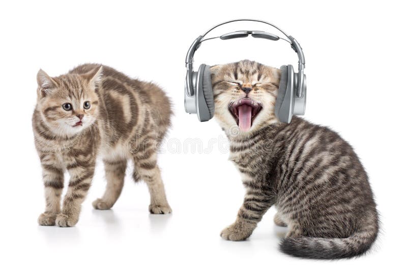 Un Chat Drole Dans La Musique De Ecoute D Ecouteurs Et Un Chat Different Est Choque Par Ceci Image Stock Image Du Redoutable Chiot Un Chat Drole Dans La Musique De Ecoute D Ecouteurs Et Un Chat Different Est Choque Par Ceci Image Stock Image Du Redoutable Chiot