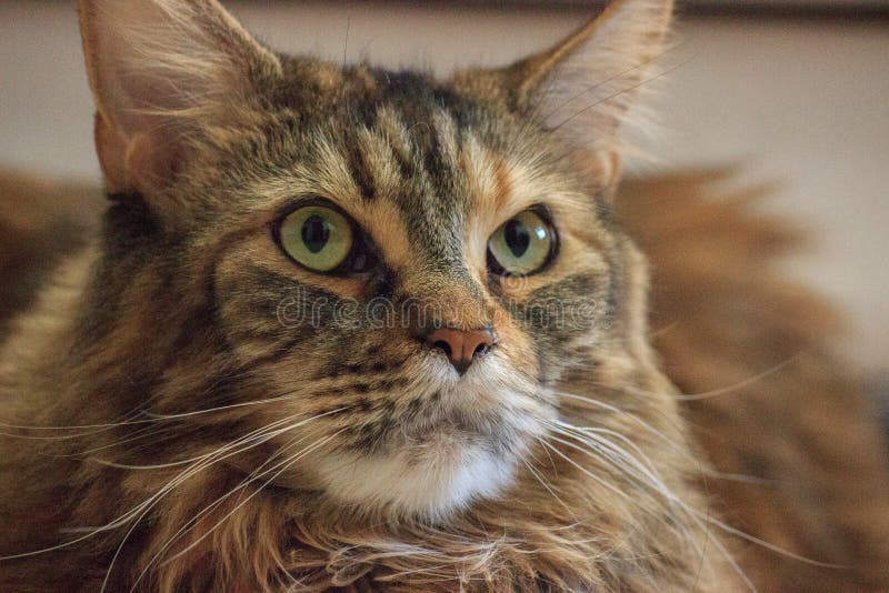 Brun De Chat De Maine Coon Tigre Photos Libres De Droits Et Gratuites De Dreamstime Brun De Chat De Maine Coon Tigre Photos Libres De Droits Et Gratuites De Dreamstime