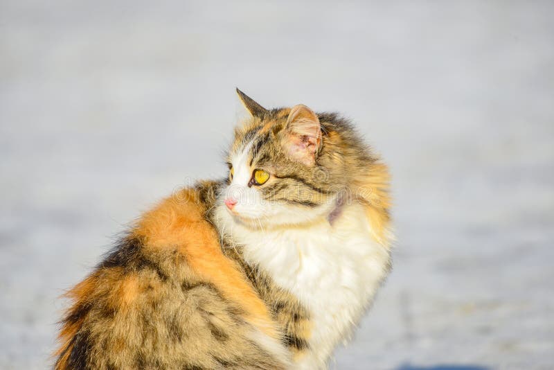 Un chat gris orange se repose sur la route et regarde autour