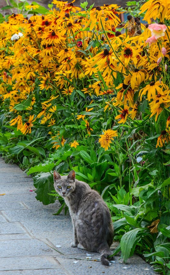 Un chat jouant au jardin d'agrément de marguerite photos libres de droits Un chat jouant au jardin d'agrément de marguerite photos libres de droits
