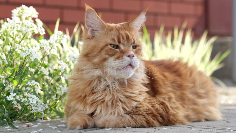 Un chat Maine Coon rouge allongé dans un jardin fleuri et regardant autour. banque de vidéos