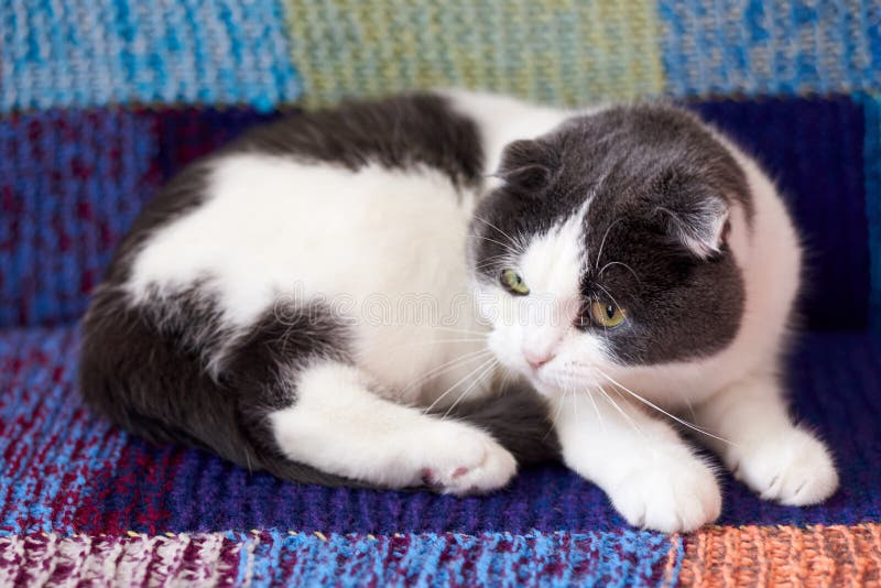 Un chat mignon de pliage repose sur un tapis multicolore photo stock