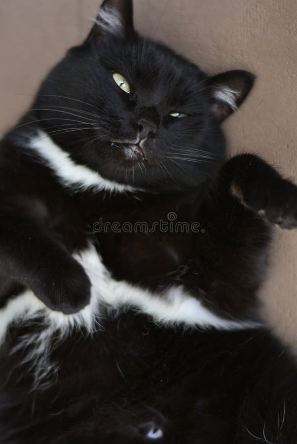Un Chat Noir Avec Les Yeux Verts Couverts Et Les Taches Blanches Image Stock Image Du Chat Alerte Un Chat Noir Avec Les Yeux Verts Couverts Et Les Taches Blanches Image Stock Image Du Chat Alerte