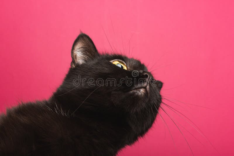 346 Profil D Un Chat Noir Photos Libres De Droits Et Gratuites De Dreamstime 346 Profil D Un Chat Noir Photos Libres De Droits Et Gratuites De Dreamstime