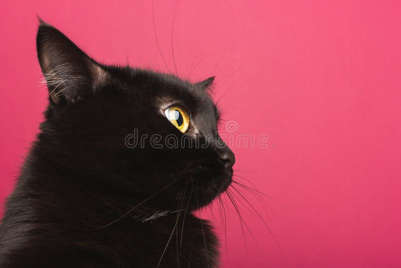 235 Profil D Un Chat Noir Photos Libres De Droits Et Gratuites De Dreamstime 235 Profil D Un Chat Noir Photos Libres De Droits Et Gratuites De Dreamstime