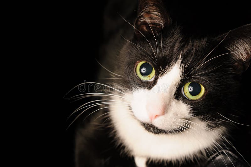 Un Chat Noir Et Blanc Avec Un Regard Adorable Avec Du Charme Et Des Yeux Verts Se Trouve Sur Une Chaise Le Concept Des Animaux Fa Photo Stock Image Du Race Un Chat Noir Et Blanc Avec Un Regard Adorable Avec Du Charme Et Des Yeux Verts Se Trouve Sur Une Chaise Le Concept Des Animaux Fa Photo Stock Image Du Race