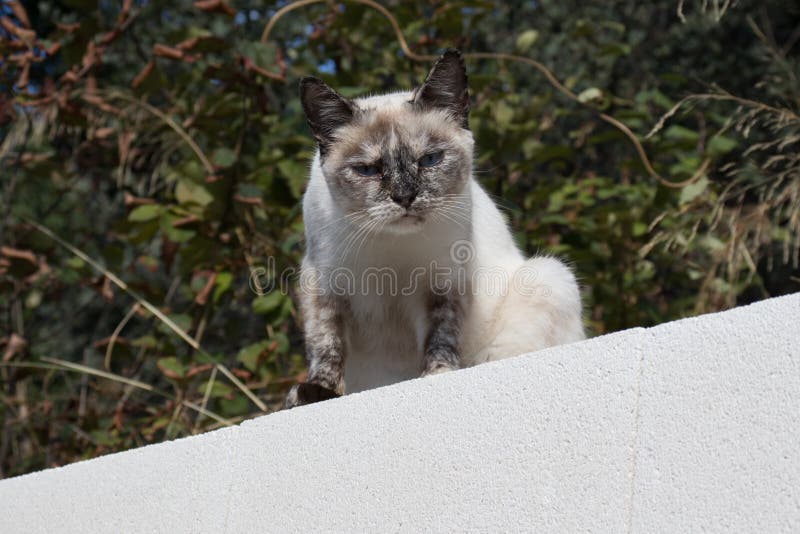 Un Chat Noir Et Blanc Sans Abri Photo Stock Image Du Yeux