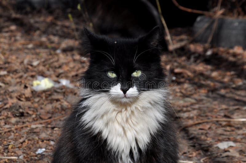 Un Chat Noir Et Moelleux Avec Un Col Blanc Est Assidument Assis Devant La Camera Autres Chats Noirs A L Arriere Plan Photo Stock Image Du Modifie Foreground Un Chat Noir Et Moelleux Avec Un Col Blanc Est Assidument Assis Devant La Camera Autres Chats Noirs A L Arriere Plan Photo Stock Image Du Modifie Foreground