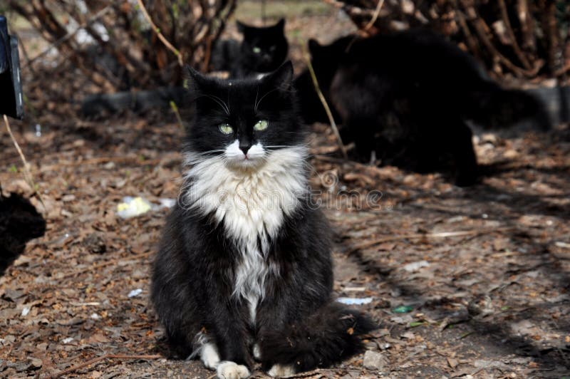 Un Chat Noir Et Moelleux Avec Un Col Blanc Est Assidument Assis Devant La Camera Autres Chats Noirs A L Arriere Plan Photo Stock Image Du Modifie Foreground Un Chat Noir Et Moelleux Avec Un Col Blanc Est Assidument Assis Devant La Camera Autres Chats Noirs A L Arriere Plan Photo Stock Image Du Modifie Foreground