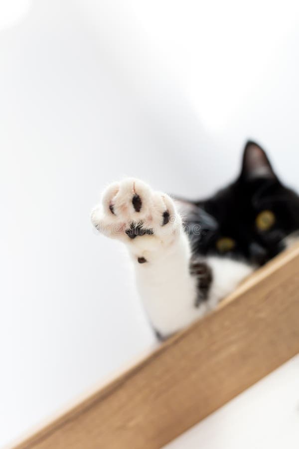 Un Chat Noir Ludique Tend Une Patte Blanche Vers L Avant Predateur Amour Pour Les Chats Image Stock Image Du Adorable Minou