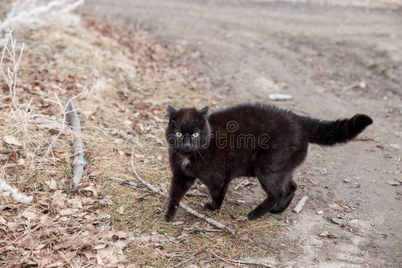 4 606 Chat Noir De Marche Photos Libres De Droits Et Gratuites De Dreamstime