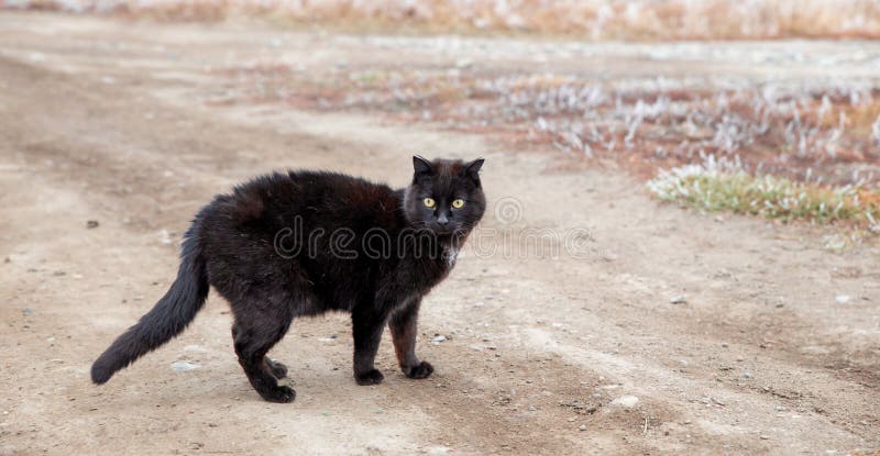 4 606 Chat Noir De Marche Photos Libres De Droits Et Gratuites De Dreamstime