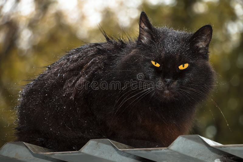 256 Chat Sous La Pluie Photos Libres De Droits Et Gratuites De Dreamstime