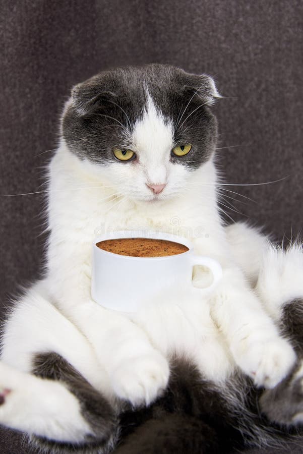 Un chat aux oreilles pliées est assis avec une tasse de café photo libre de droits