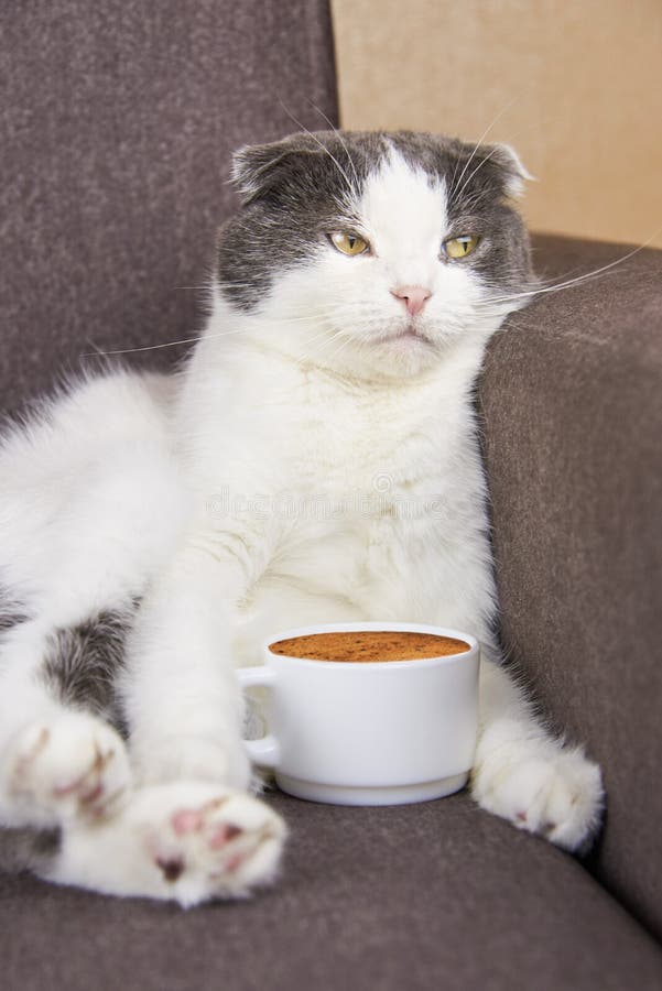Un chat plié est assis avec une tasse de café image stock
