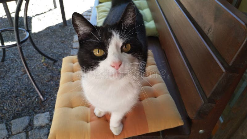 Un chat regarde fixement intens?ment photos libres de droits Un chat regarde fixement intens?ment photos libres de droits