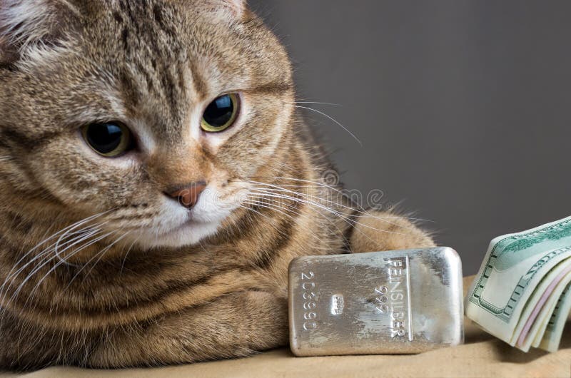 Un Chat Riche Tete Du S De Chat Pres Des Dollars D Argent En Lingot Et D Argent Liquide Photo Stock Image Du Liquide Argent Un Chat Riche Tete Du S De Chat Pres Des Dollars D Argent En Lingot Et D Argent Liquide Photo Stock Image Du Liquide Argent