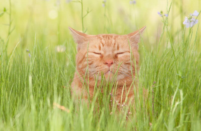 Un chat tigré orange avec bonheur heureux appréciant la vie images libres de droits Un chat tigré orange avec bonheur heureux appréciant la vie images libres de droits