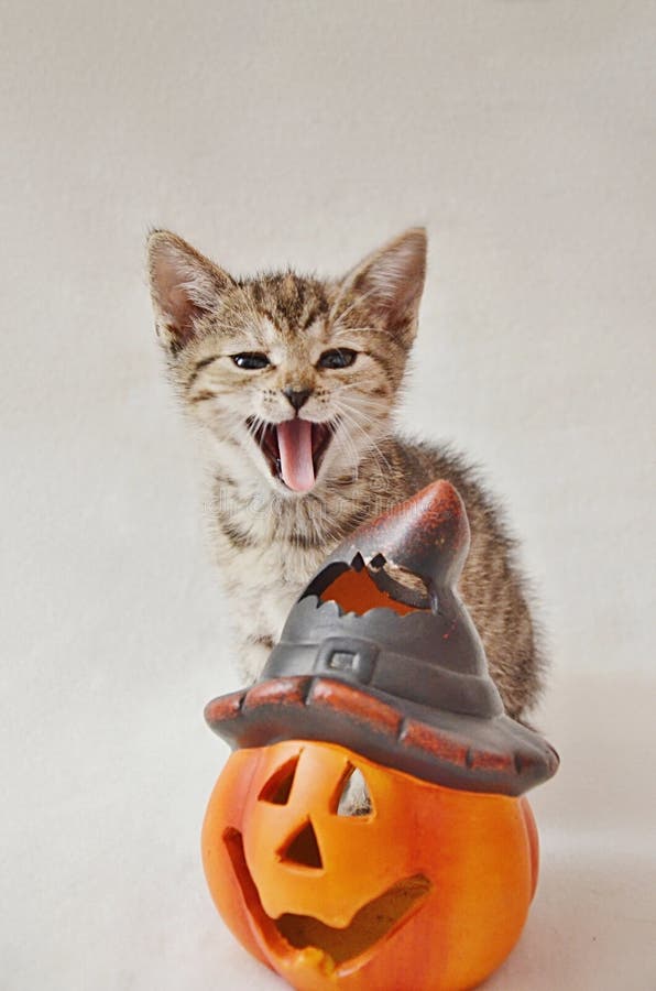 Un chaton avec une grimace et une décoration de Halloween photographie stock Un chaton avec une grimace et une décoration de Halloween photographie stock