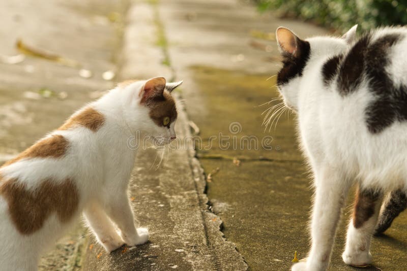 Un Chaton Blanc Et Marron Regardant Un Chat Noir Et Blanc Sur Le Trottoir Image Stock Image Du Chat Brun