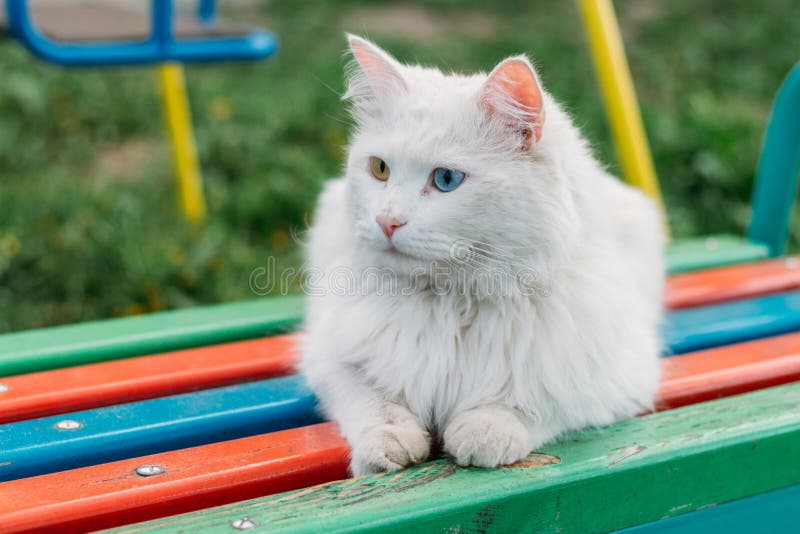 Un Chaton Blanc Mignon Avec Differents Yeux Colores Chat Sourds Blancs Avec Les Yeux Bleus Et Verts Yeux Multicolores Mariage Image Stock Image Du Closeup Pets Un Chaton Blanc Mignon Avec Differents Yeux Colores Chat Sourds Blancs Avec Les Yeux Bleus Et Verts Yeux Multicolores Mariage Image Stock Image Du Closeup Pets