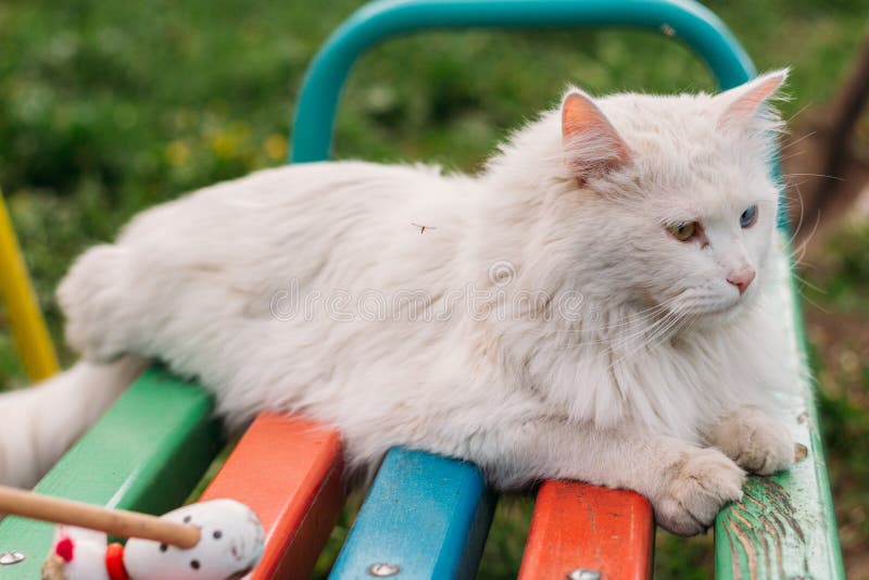 Un Chaton Blanc Mignon Avec Differents Yeux Colores Chat Sourds Blancs Avec Les Yeux Bleus Et Verts Yeux Multicolores Mariage Photo Stock Image Du Oeil Angora Un Chaton Blanc Mignon Avec Differents Yeux Colores Chat Sourds Blancs Avec Les Yeux Bleus Et Verts Yeux Multicolores Mariage Photo Stock Image Du Oeil Angora