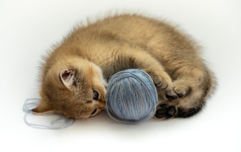 Chat D Or Britannique Avec Les Yeux Oranges D Isolement Sur Un Fond Blanc Photo Stock Image Du Detendez Adorable Chat D Or Britannique Avec Les Yeux Oranges D Isolement Sur Un Fond Blanc Photo Stock Image Du Detendez Adorable