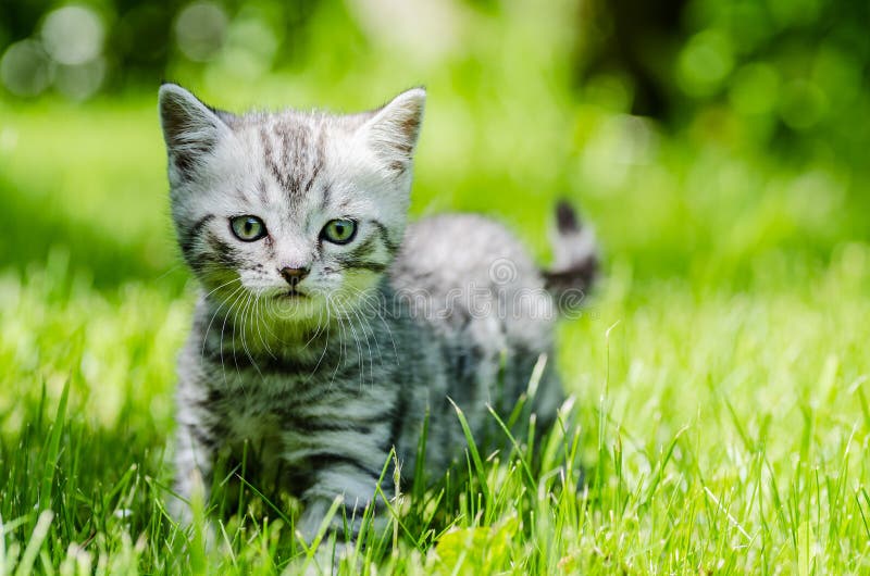Un chaton mignon apprend à prendre les premières mesures indépendantes image stock Un chaton mignon apprend à prendre les premières mesures indépendantes image stock
