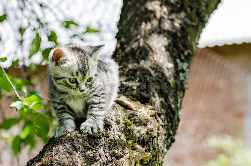 Un chaton mignon apprend à prendre les premières mesures indépendantes image libre de droits Un chaton mignon apprend à prendre les premières mesures indépendantes image libre de droits