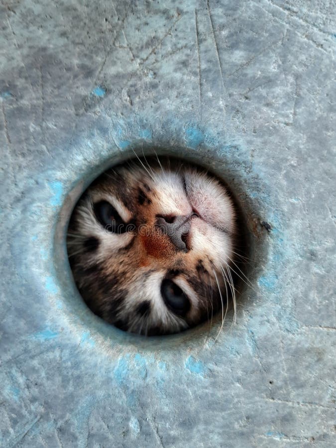 Un Chaton Qui Essaie De Sortir D Un Tout Petit Trou Comme Il Est Mignon Photo Stock Image Du Animal Trou