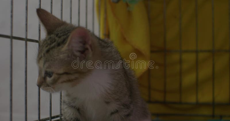 Un chaton sans-abri renifle de nouvelles odeurs dans un refuge pour animaux. le chaton-bébé a été emmené dans un refuge pour anima clips vidéos