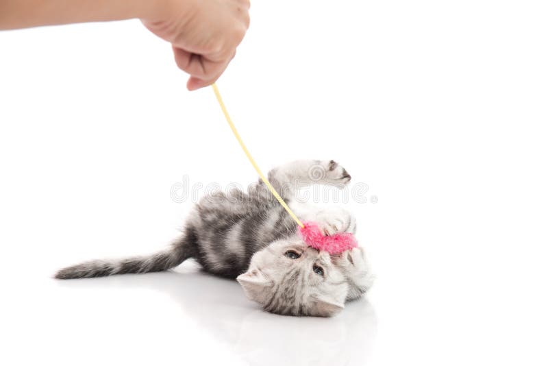 Un chaton tigré gris jouant avec un jouet image libre de droits Un chaton tigré gris jouant avec un jouet image libre de droits