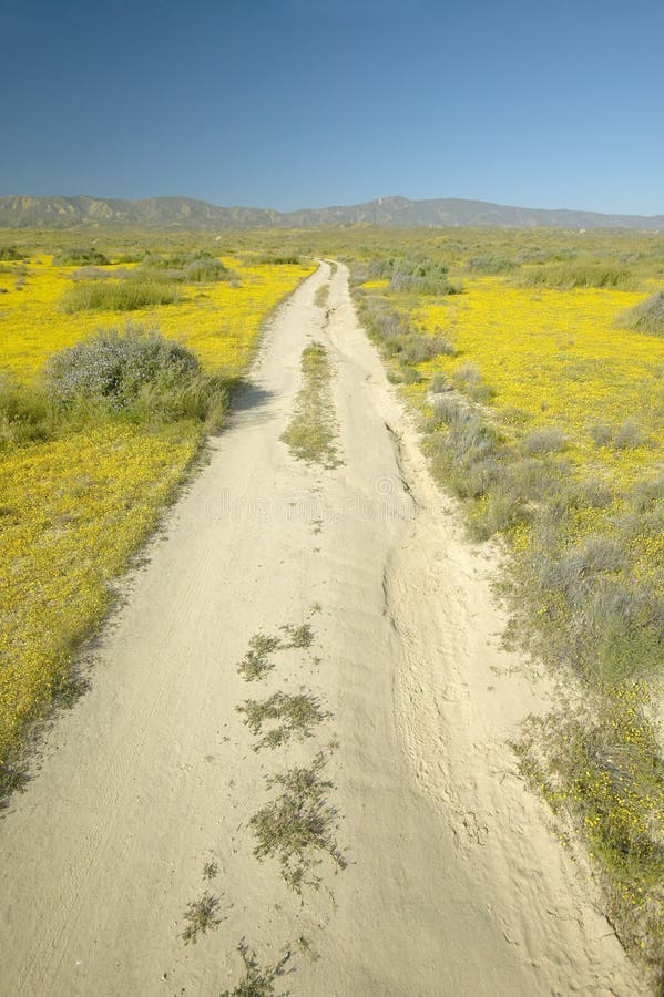 Un chemin de terre à distance par le jaune lumineux de ressort fleurit et l'or de désert près des montagnes dans le monument nati images stock Un chemin de terre à distance par le jaune lumineux de ressort fleurit et l'or de désert près des montagnes dans le monument nati images stock