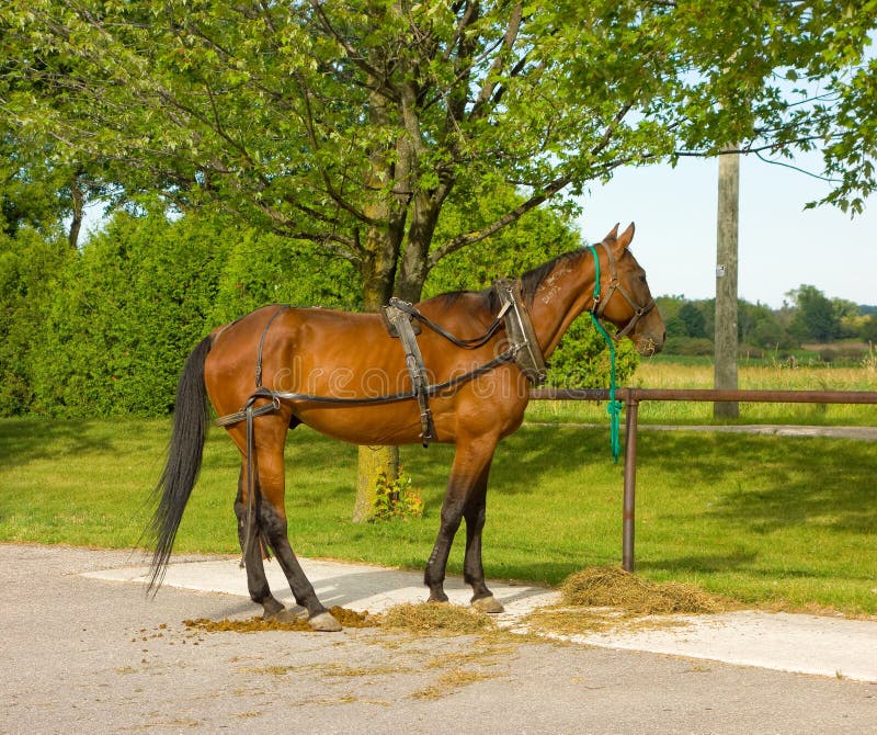 Un cheval avec le harnais utilisé pour tirer un chariot amish photo libre de droits Un cheval avec le harnais utilisé pour tirer un chariot amish photo libre de droits