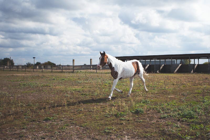 Un cheval blanc-et-brun fonctionne dans le stylo avec une barrière sur l'herbe image libre de droits Un cheval blanc-et-brun fonctionne dans le stylo avec une barrière sur l'herbe image libre de droits