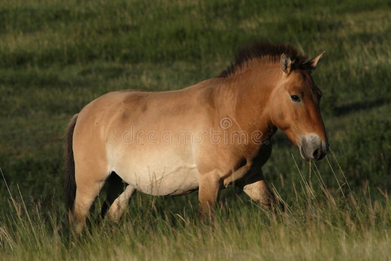 Un cheval de Przewalski images libres de droits Un cheval de Przewalski images libres de droits