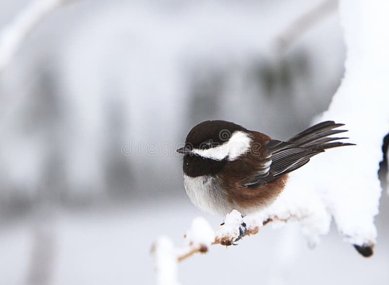 Un Chickadee Negro-capsulado en la rama Nevado fotografía de archivo