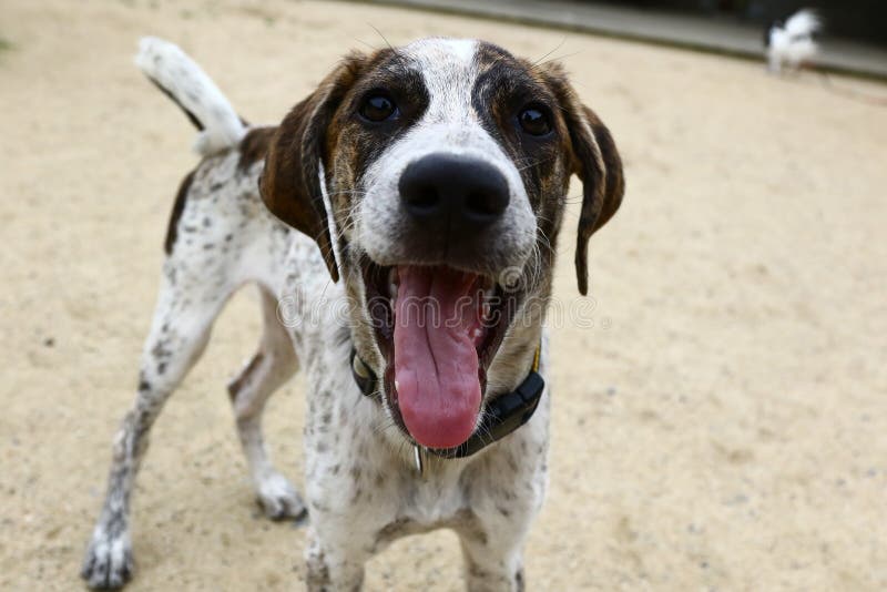 Un Chien Blanc Et Noir Autour Des Yeux Avec Un Visage Joyeux Photo stock Image du heureux