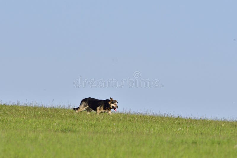 Un chien court plus d'un pré photos stock Un chien court plus d'un pré photos stock