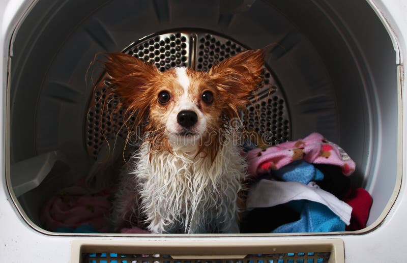 Un chien dans une machine plus sèche photos stock Un chien dans une machine plus sèche photos stock