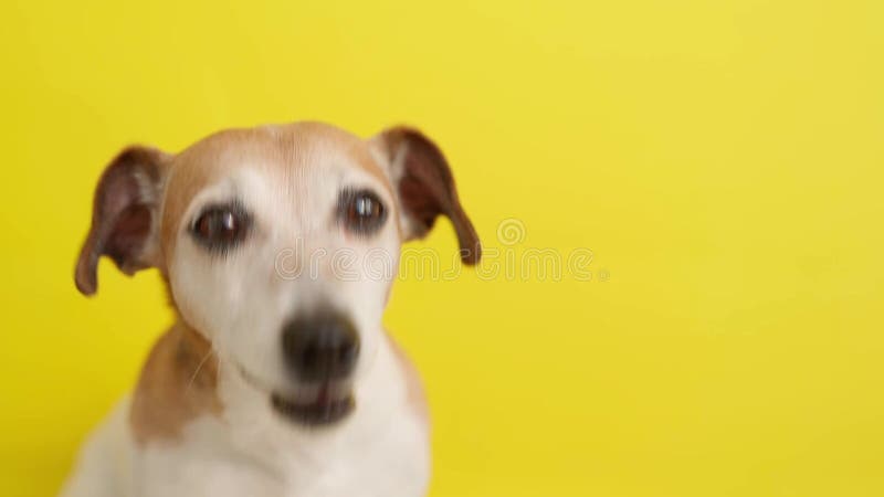 Un chien de Russell terrier jack sur le fond jaune. banque de vidéos