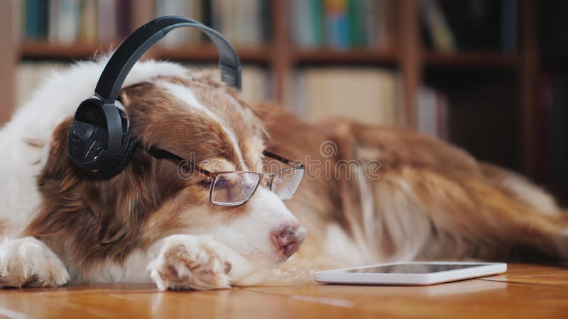 Un chien drôle dans des écouteurs, mensonges sur le plancher près du comprimé Dispositifs et animaux